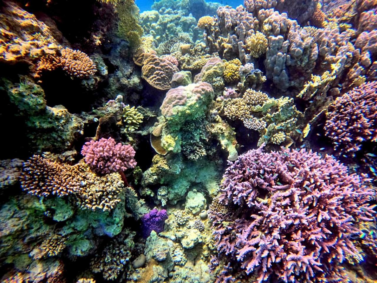 Alam B&B Marsa Alam Exteriör bild